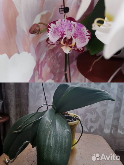 Орхидея фаленопсис