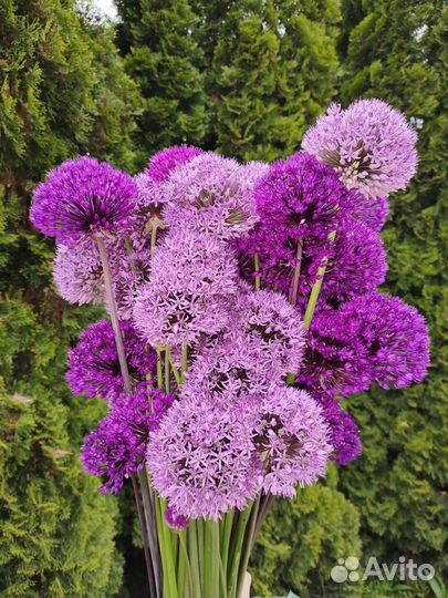 Лук декоративный Гладиатор