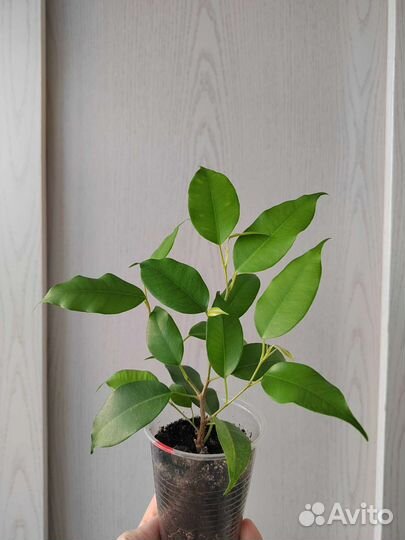 Фикус бенджамина neon