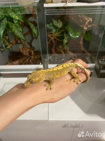 Реснитчатый бананоед