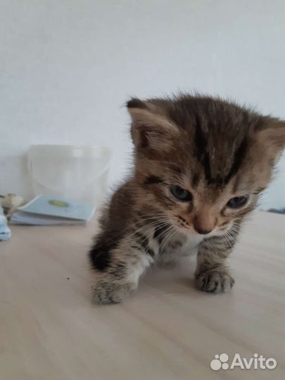Кошка в дар бесплатно
