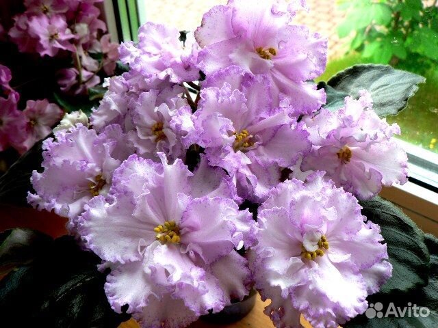 Цветущие сортовые фиалки, детки, укорененный лист