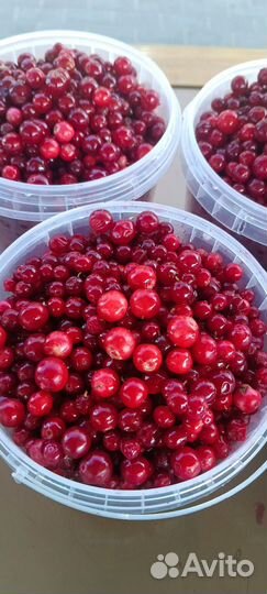 Брусника ягода