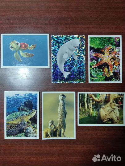 Коллекционные карточки 