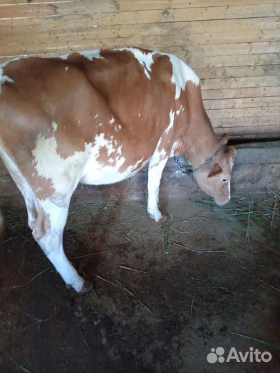 Бичка корову тёлок