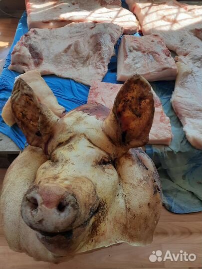 Свиная голова