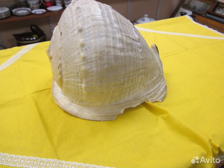 Большая ракушка раковина 30*20