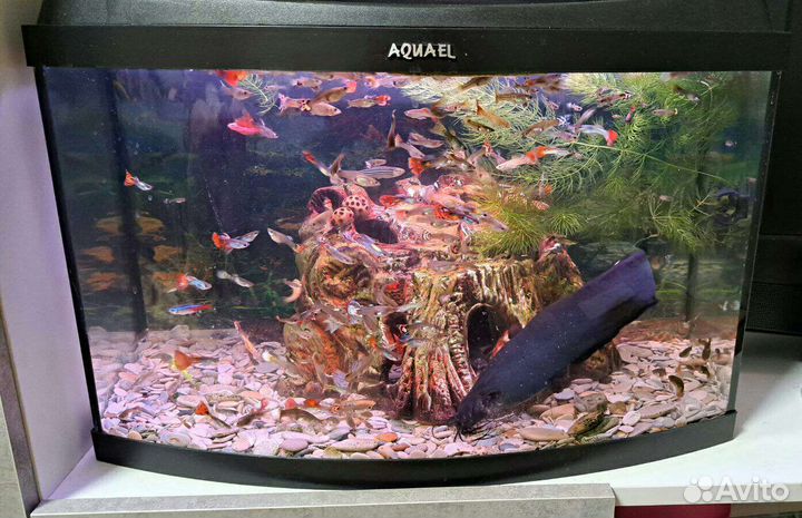Аквариум