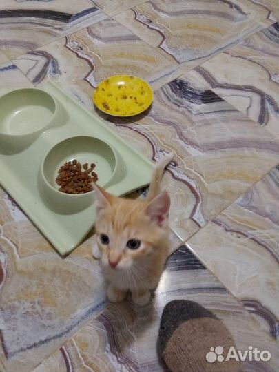 Домашние котятки - Бесплатно в дар)