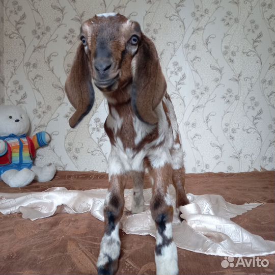 Англо нубийский козлик