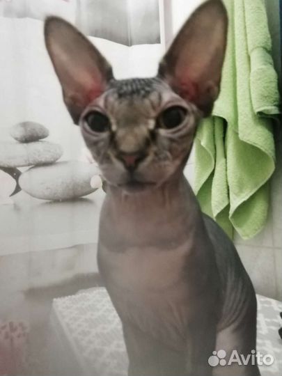 Лысая барбер кошка