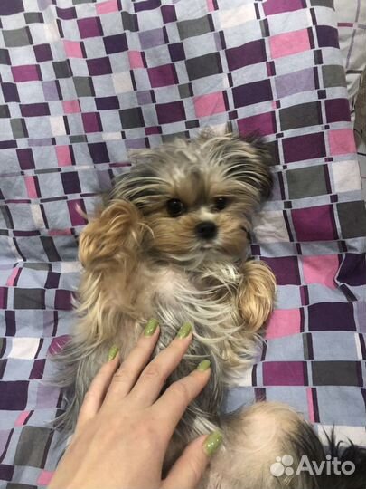 Вязка(девочка)