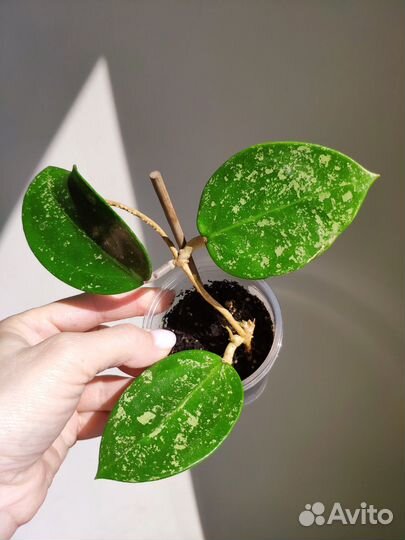 Хойи из личной коллекции