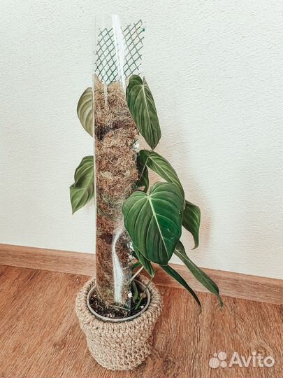 Тотем для растений