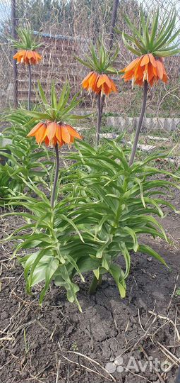 Рябчик императорский 