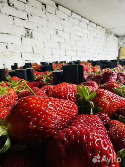 Клубника свежая цена указано за ящика