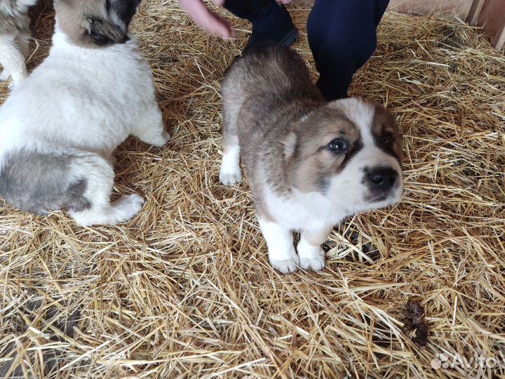 Продаются щенки сао