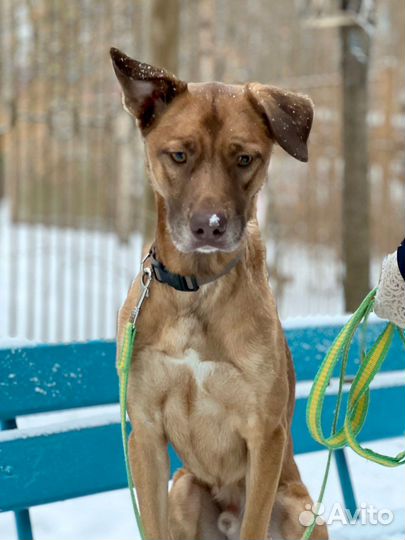 Пёс со смешными ушами ищет дом