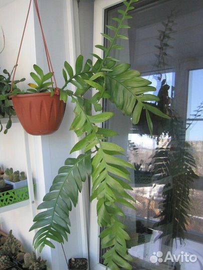 Эпифиллум Марниера