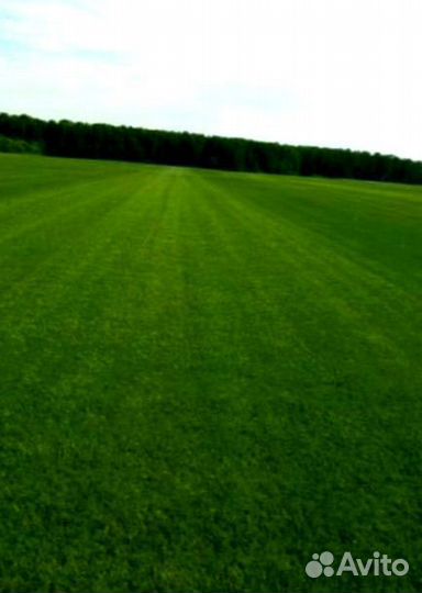 Рулонный газон