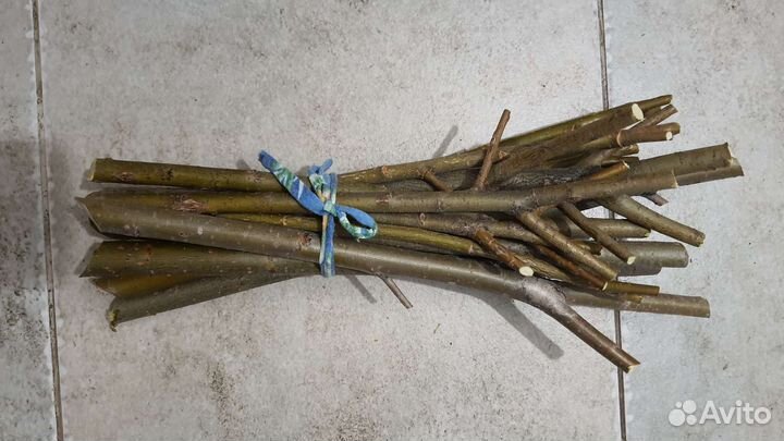 Черенки ивы