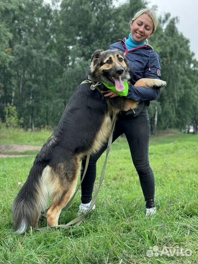 Собаки бесплатно в добрые руки