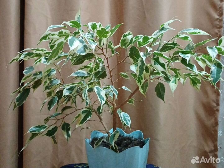 Фикус бенджамина большой,фикус бенджамина белый