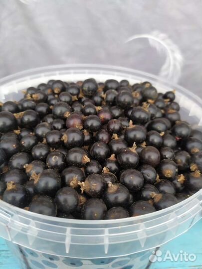 Смородина черная