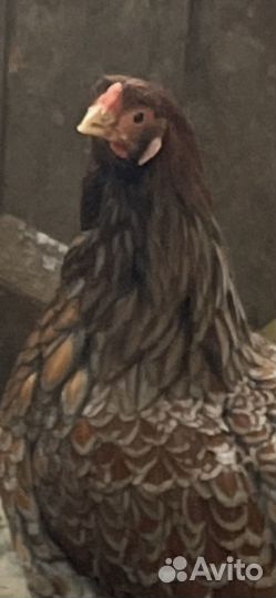 Яйца на инкубацию