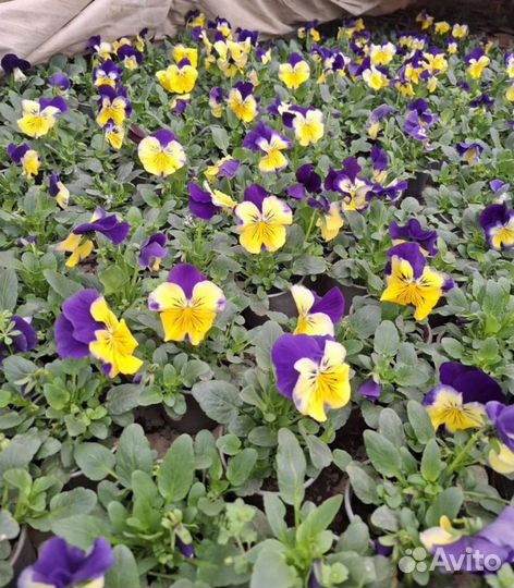 Цветы к 8 марта