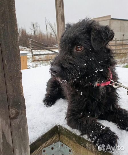 Собака в добрые руки