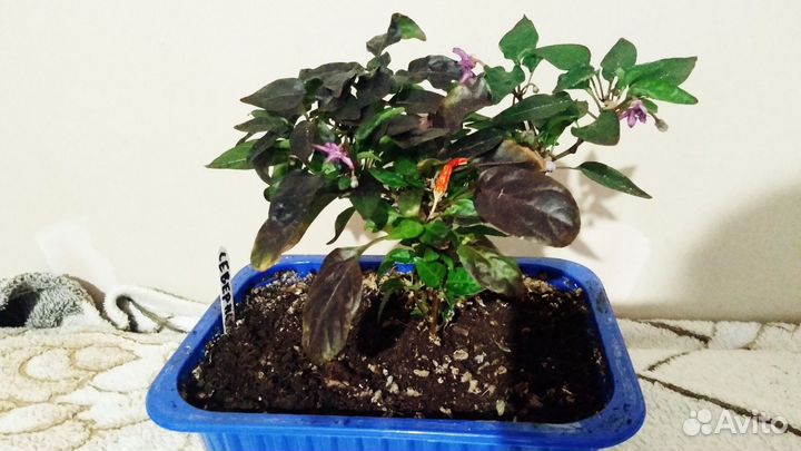 Подарок для мужа растение перец горький комнатный