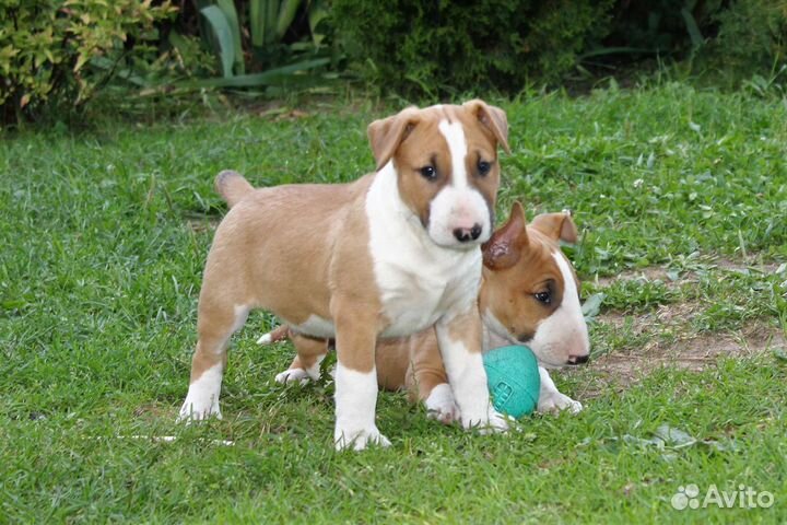 Стандартный бультерьер