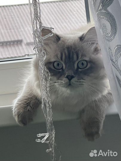 Отдам кота в добрые руки