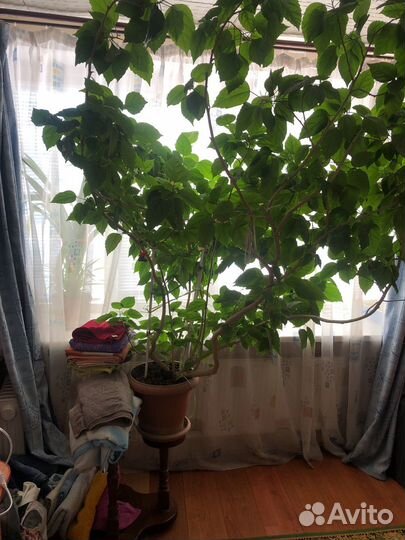 Гибискус китайская роза