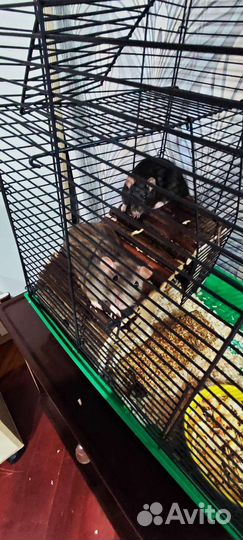 Декоративная крыса дамбо