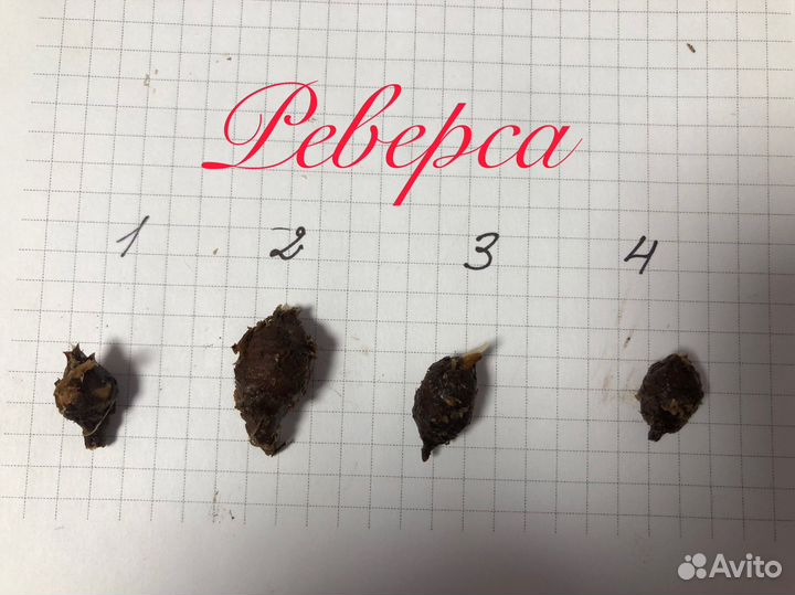 Клубни сортовых Алоказий