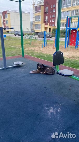 Собака в добрые руки