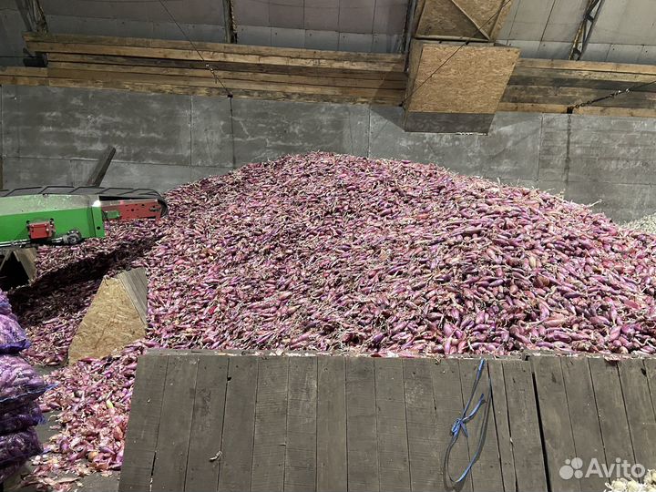 Лук на перо