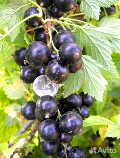 Саженцы смородины лучия