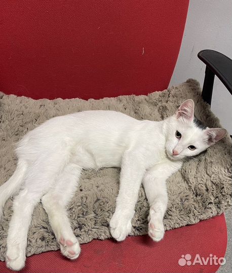 Белый котенок