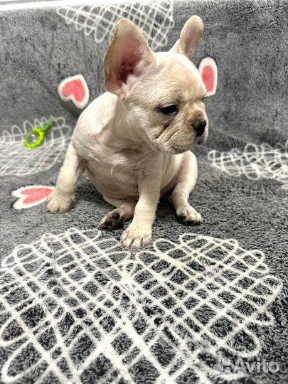 Французский бульдог