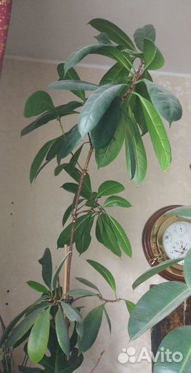 Цветы комнатные разные