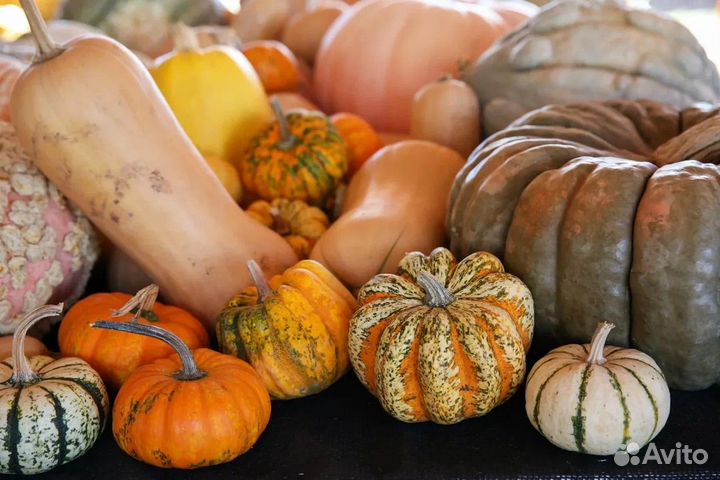 Продажа тыквы