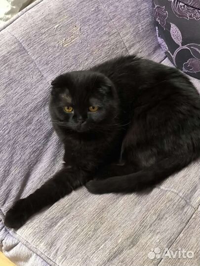 Шотландский вислоухий кот