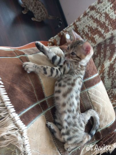 Бенгальские котята