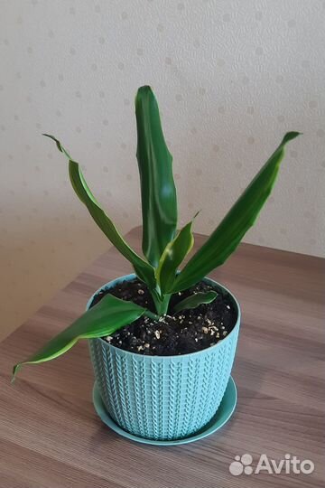 Спатифиллум, фикус, драцена. Комнатные цветы