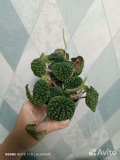 Пеперомия Грин бабл