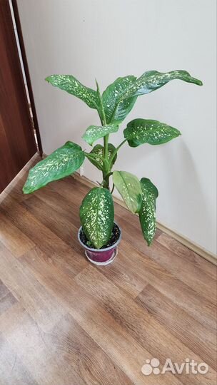 Диффенбахия