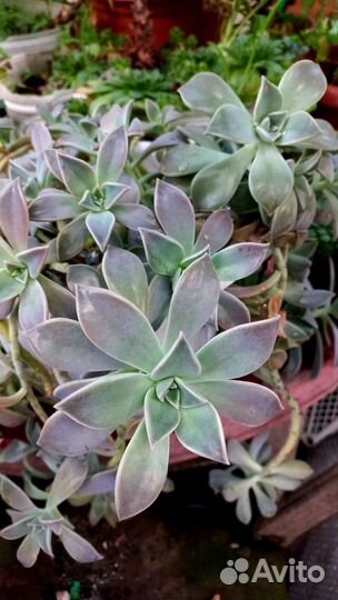 Кактусы и суккуленты